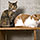 bastet p1 small