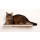 Laminated Birch (Black) with Mohair Hamster