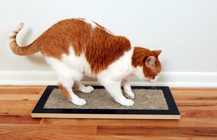 Cat using Lo, the modern Floor Cat Scratcher