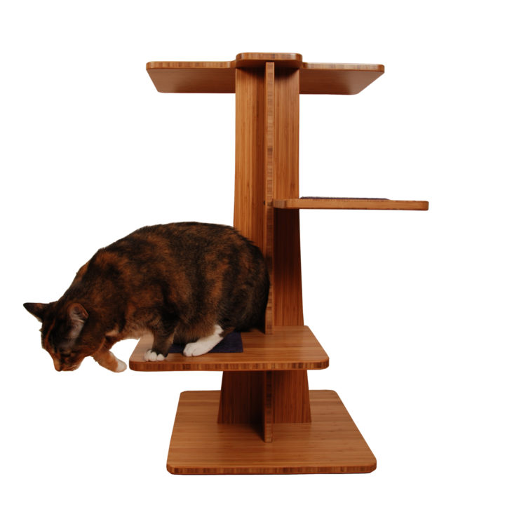 Cat plays on Acacia, the modern cat tree