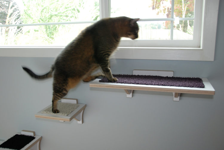 Cat using cat climbing shelf