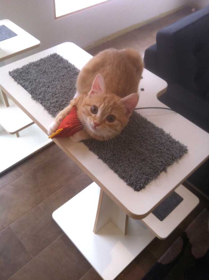 Orange cat playing with organic catnip toy