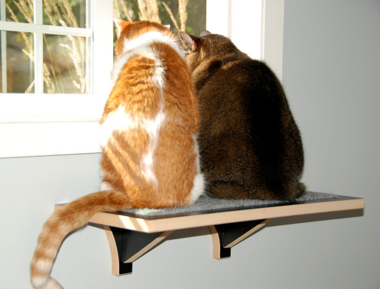 Two cats on top of the modern wall mounted cat perch