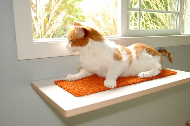 White and orange cat on modern cat window perch