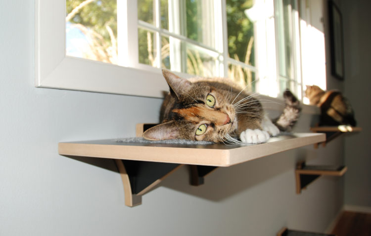 FREMONT: MODERN CAT WINDOW PERCH